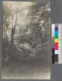 Looking inland from sand hill 200 yards from lake. Forest shows over left of sand in 6. Maple with scattered beech. Port Colborne, Ontario. Severance