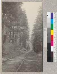 Big River, Mendocino County, California. Redwood Second Growth Cutting Experiment plot. The logging railroad of the Mendocino Lumber Company, passing through the tract of second growth redwood from which the sample plot was cut. March 9, 1923, E. Fritz