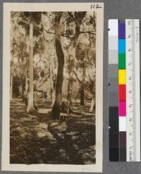 Forestry Station, Santa Monica. Plot A. N.E. corner trees in foreground, left to right, E. citriodora, E. sideroxylon, E. punctata. Background, E. viminalis extreme left, E. corynocalyx center, E. sideroxylon right. Trees 30 years old