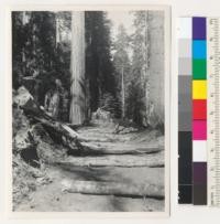 Redwood. In background, the tree shown in #7144-7145. Future truck road was widened and further leveled to make a good bed for the tree, which had to fall neatly between the stumps to left and right. In the roadbed, small chunks, etc. were laid crosswise to cushion the fall. A clean landing in the hard roadbed might have caused the tree to crack open. 7-23-42, E.F