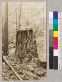 Sitka Spruce growing on top of redwood stump. Spruce cut off 1922. Redwood cut over 50 years before. Freshwater Creek, Humboldt County, California. E. Fritz, June 1923