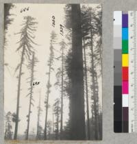 Selective Logging Plot #1676. Left to right: #694, 695, 1000, 1539. 6/25/40 E.F