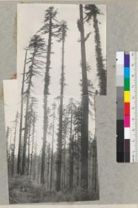 Selective Logging Plot #1676. #986 (sprouting trunk) to left; #987 to right. From 3 chains south of station 0. 6/25/40 E.F