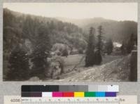 Redwood Region. View from a point on the Redwood Highway about 61 miles north of Willits showing characteristic isolated groups of old growth trees. Note the horizontality of the branches. Valley of the South Fork of Eel River. March 1929, E.F