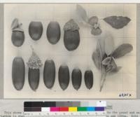 Cork Oak Acorns (Quercus suber), Chico, 1940. This shows a range in size from about 55 to the pound to 90 to the pound and marked variation in shape of both acorn and cup. Background is in inches and 10ths. Note germination of acorns 2 and 3 in the lower row