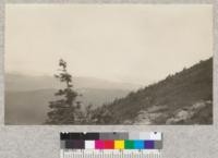 Mount St. Helens from slope of Red Mountain. Small Noble fir with cones at left, and valley with electric burn below