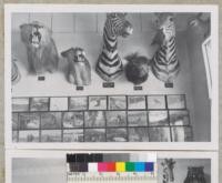 Big game display at Bighorn Caf,̌ Rio Vista, California. Collection of W. Foster. Sept. 1953. Kraebel