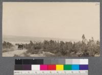 Santa Fe plantation of Eucalyptus tereticornis on San Dieguito Ranch. North side South San Dieguito River. 7 years old. 1/2'' to 1'' in diameter and 8-10 feet high. Top of mesa. May, 1916