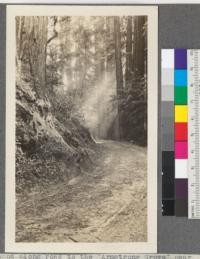 Redwood along road to the "Armstrong Grove" near Guerneville