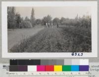 Seedbed at Victory Park, Stockton, containing about 4000 trees of cork oak. Seeded February 1942 and irrigated wekly during dry season. Photo Sept. 29, 1942. Metcalf