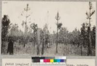 Longleaf Pine reproduction studies. Roberts Plot near Urania, La. Established 1915 by S.T. Dana. Seeded in naturally in 1913 because of protection, then beginning annual burnng thereafter. Note general poor health of trees. Trees half as high as in plot adjoining (see #4811) in which ground was not burned annually. Heavy grass. E. Fritz, May 1929