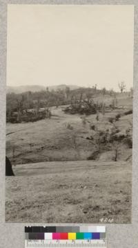 Elk in Henshaw pasture, Mendocino County. March 15, 1928. H.E.M