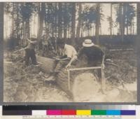 Michigan Agricultural College, Department of Forestry. Views taken during the 6 weeks summer term. Students measuring felled timber on the holdings of the Salling & Hanson Company. Eight miles due north of Summer Camp