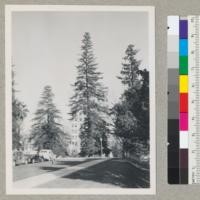 Planted redwood. North of State Capitol, Sacramento, California. 2/24/45 E. F