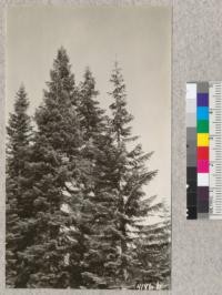 Crowns of red fir (Abies magnifica) with cones. 8000' elevation near Buck Rock lookout, Sequoia National Forest. Sept. 25, 1927. Metcalf