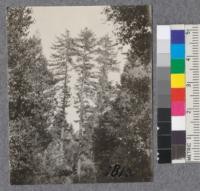 Redwood showing characteristic crowns. Santa Cruz County. 1921