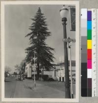 Redwood tree between Safeway Store and Union Oil Company (N. E. Fenton, proprietor) service station on Mendocino Ave., just north of Johnson St., Santa Rosa. March 2, 1951. E.F