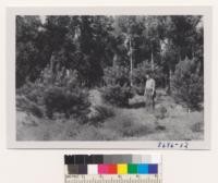 Monterey pines and Scots pines at Crouch Christmas tree plantation, Monterey County. These should have been sold Christmas '52. Metcalf. Feb. 1953