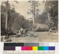 Redwood. Loading an 8' log to a Ford truck. Klamath-California Lumber Company operation near Klamath, California. Frank Fraser's contract. See also 6436, 7, 8, 9. 8-16-37. E.F