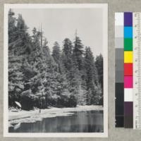 Redwood Region. Spike-topped trees. Tree to right is 12' diameter at breast height hollow-butted. Lake of Bohemian Grove in foreground. 7-27-50. E.F