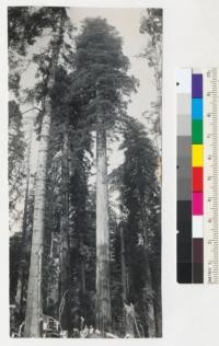 Redwood. A particularly fine tree. Elk River Mill and Lumber Company. Diam. about 7 feet inside bark on the stump; 42,000 board feet, broke at 138', rest was unmerchantable. About 800 years old. See also 7142-53. 7-23-42 E. F