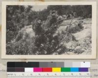 White-bark Pine foliage and cones. Mount Lassen, July 22, 1937. Miss Laura E. Mills, Fallon, Nevada