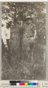 A longleaf pine seedling about 5 feet high, originating from the 1920 seed crop. The seedling is high enough out of the grass to reduce the possibility of its foliage from becoming infected with the leaf spot disease. The ground has not been burned for a long time. Several seedlings pointed to by Prof. H. H. Chapman at the left, are still so low as to get competition with grass. It is possible, according to Prof. Chapman, that a fire, after seedlings are established, may be beneficial in removing the grass crop and giving the seedling a chance to produce foliage away from shade and competition of the grass. E. F. April, 1929