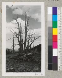 Pinus Aristata. White Mountains. 12,000 feet elevation. July 1953. Metcalf