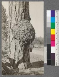 A large burl on a Western Yellow Pine on road between Spanish Ranch and Meadow Valley, Plumas County, California. Note 3A camera case for comparison for size. August, 1920. E.F