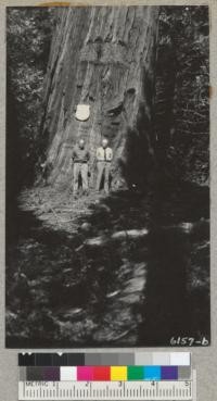 Merritt B. Pratt and Woodbridge Metcalf at the State Forester's Sequoia Gigantea, Whitaker's Forest, July 25, 1937