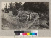 Mixed planting of pines on John Brown Ranch near Sartatoga, Feb. 1931. Mr. Stuart got these trees from the campus nursery