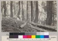 White Fir. Butte Creek Plot #17. Site 70' at 50 years. Volume 138,700 B.M. [board measure] per acre. Age 135 years. Schumacher, 1925