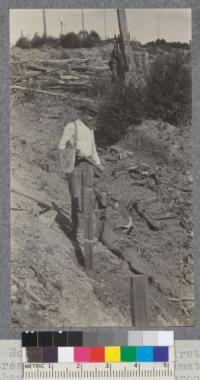 Planting 3-4 ft. Norway maples in the first row on Campbell Creek planting area. Trees set approximately 7 ft. apart and not closer than 10 ft. to redwood sprouts. A. Dashiels using one of the planting tools made by the blacksmith. Note the erosion beginning in the old log chute way. Metcalf. Feb, 1921