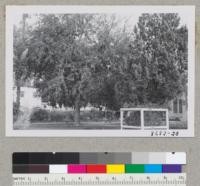 A good speciment of Celtis _______ and Cupressus arizonica in Holtville Park. Metcalf. Dec. 1952