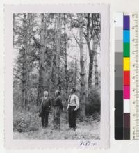 Pinus Austriaca. Oscar Evans, George Drake and Bob Cockrell in Austrian pine plantation at Chico Forestry Station. June 1953. Metcalf