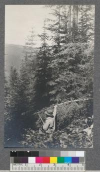 Good reproduction of Fir, Larch and Spruce on 30-40 yr old burn Line 12, East American Creek, July, 1920. Fir in foreground bent down by weight of snow