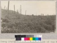 The Corey Station burn of 1910 on land of the Hobart Estate. Fire started by men washing clothes near camp and spread through area just after brush had been piled. The area was planted by seed spot method in 1911 but very few trees resulted. Those in the picture showed damage by snow of 1921-1922. July, 1922