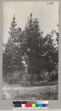 Monterey pines, Pinus Radiata, at edge of the largest planting at La Purisima Mission with George Northman in center. Trees about 15 yrs. old average 44 ft. tall. April 1952. Metcalf