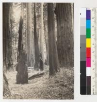 Redwood. A 20' stub in a circular depression. Stub of tree shown in #6931 in right distance and in center of picture. In upper Bull Creek Flat. A 24" sapsucker tree to right. See also #6933. 7-3-41, E.F