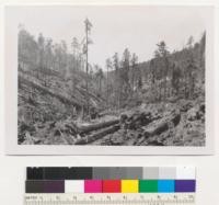 Redwood Region. Narrow line of seed trees left between two high lead settings on B-line Hammond Lumber Company Big Lagoon operations. Yarding distance - 800'. Slash burned Nov. 1, 1951. New seedlings well distributed in burned and unburned spots, in fact in all kinds of positions. 1952 a good rain year. Rains late in June and early in Sept. 9/3/52