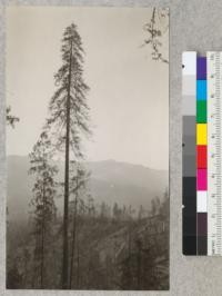 Redwood Utilization Study. Crown types of redwood. Tree #217 left as a spar. Tree #218 a shorter tree to its left, and below merchantable size. Note the drooping branches and the very pointed top. E.F. July, 1928