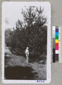 Monterey pine at Howard Forest, Mendocino County. Planted 1935. Trees 20 to 24 ft. tall in 11 years. This small group of trees was pruned of lower branches. October 1946. Metcalf