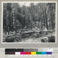 Redwood region. View from same stump used from #7115 and at right angles to left. Slash deep here--being near the landing. 7/16/42 E.F