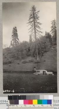 Crose, Grah and Car #117 with two insect-killed ponderosa pines on Red Hill orad to Whitaker's Forest April 12, 1942. "Trees of Yesterday." Metcalf