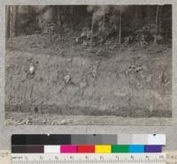 A fresh highway cut on south edge of Weott, made in early April, 1933. Showing depth of root systems and old surface levels. See also #5708. Silt soil. Bank is 5-6' high. April, 1933. E.F