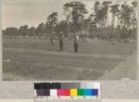 Davis, Gerhardy and Ellis, University of California Foresters at the Union Lumber Company nursery at Fort Bragg