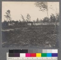 Cook tents of University of Michigan summer camp, set in a thicket of young birch reproduction. Douglas Lake, Michigan