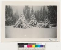 Fifteen inches of snow weights down branches of Arizona cypress at left and at right, Coulter pine at rear. Whitaker's Forest. 11/21/51