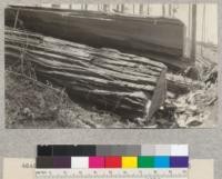 Redwood Utilization Study. Tree #963 split open on account of decay. E. F. July, 1928