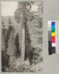 Panorama of "The Chief" Sequoia which stands just below the road through Whitaker's Forest camp site. There are 250 of these old veterans on the 320 acres and most of them show fire scars on the up-hill side. April, 1927. Metcalf